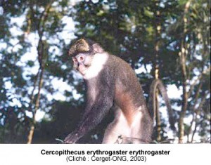 Cercopithecus erythrogaster erythrogaster