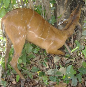 itatunga (Tragelaphus spekei)