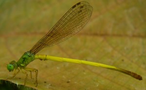  Ceriagrion citrinum Campion, 1914